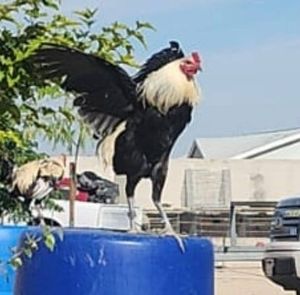 Meet your Posher, Jguadalupe